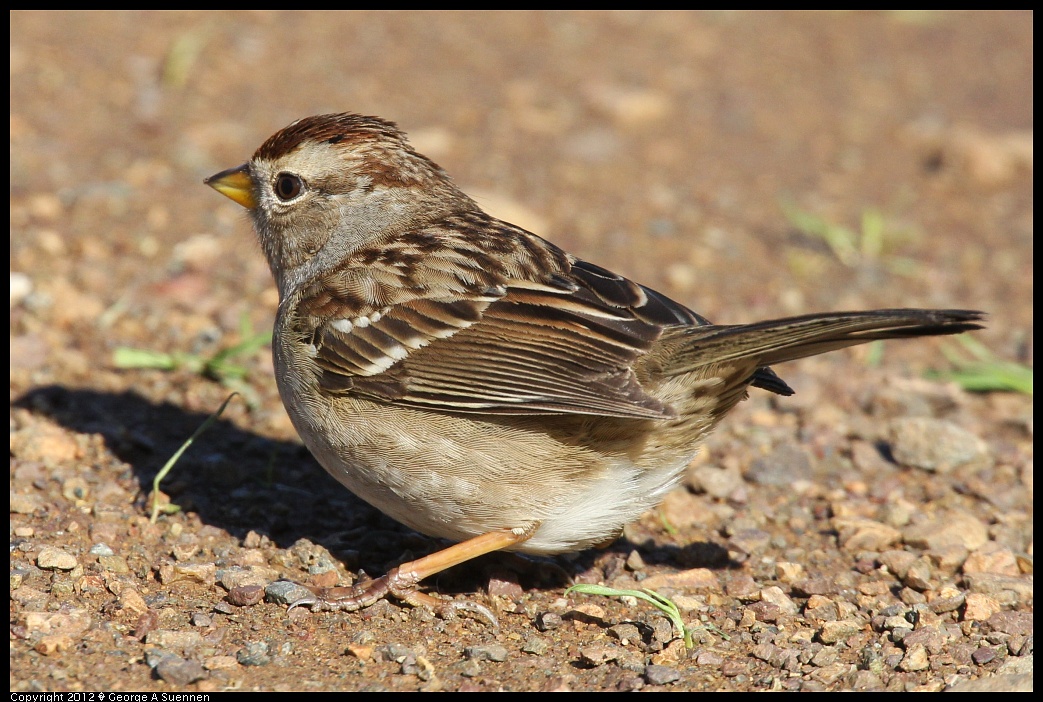 1227-113955-02.jpg - White-crowned Sparrow