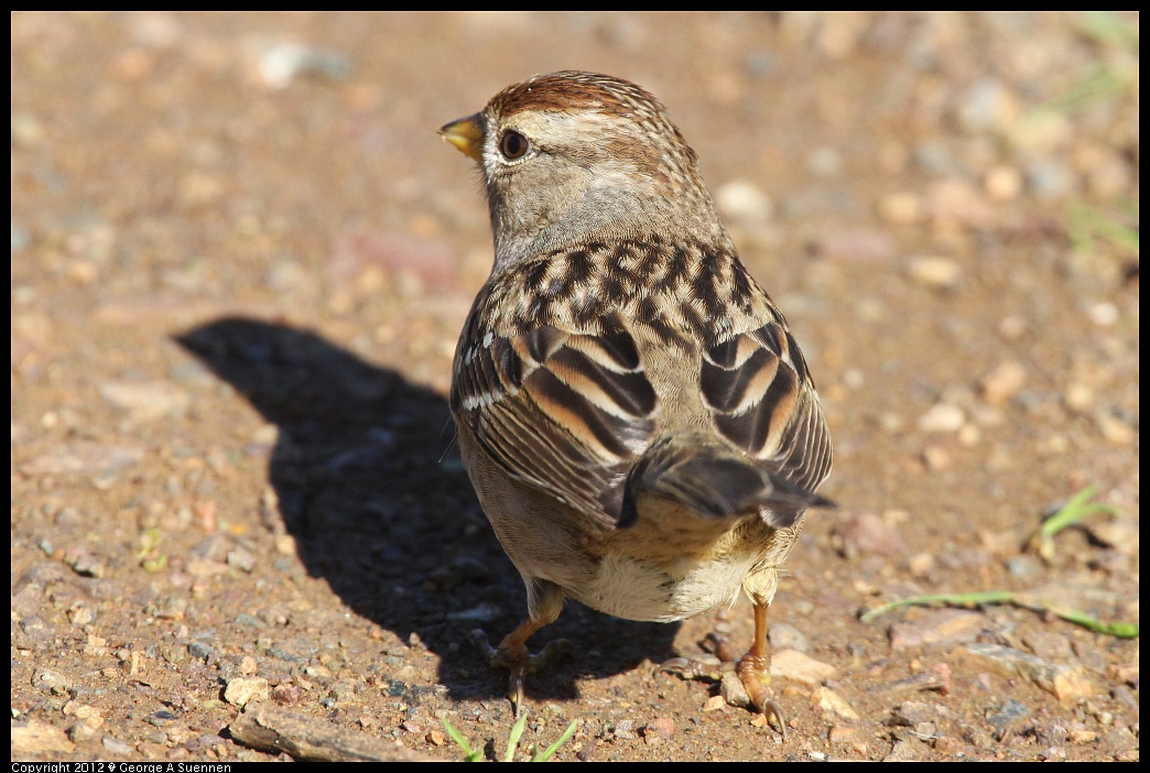 1227-114003-02.jpg - White-crowned Sparrow