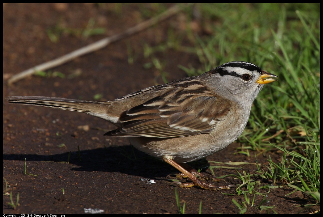 1227-114006-01.jpg - White-crowned Sparrow