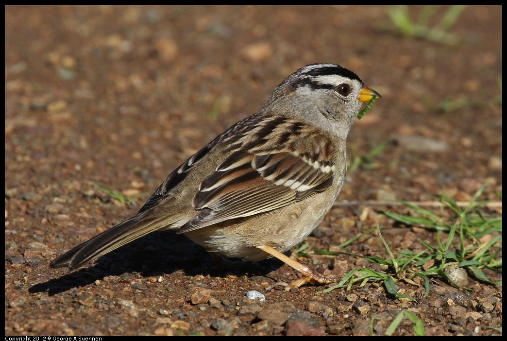 1227-114017-02.jpg - White-crowned Sparrow