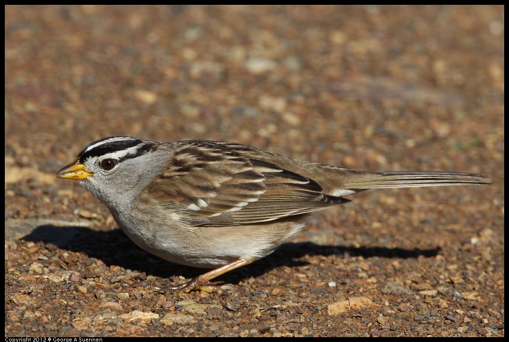 1227-114030-03.jpg - White-crowned Sparrow