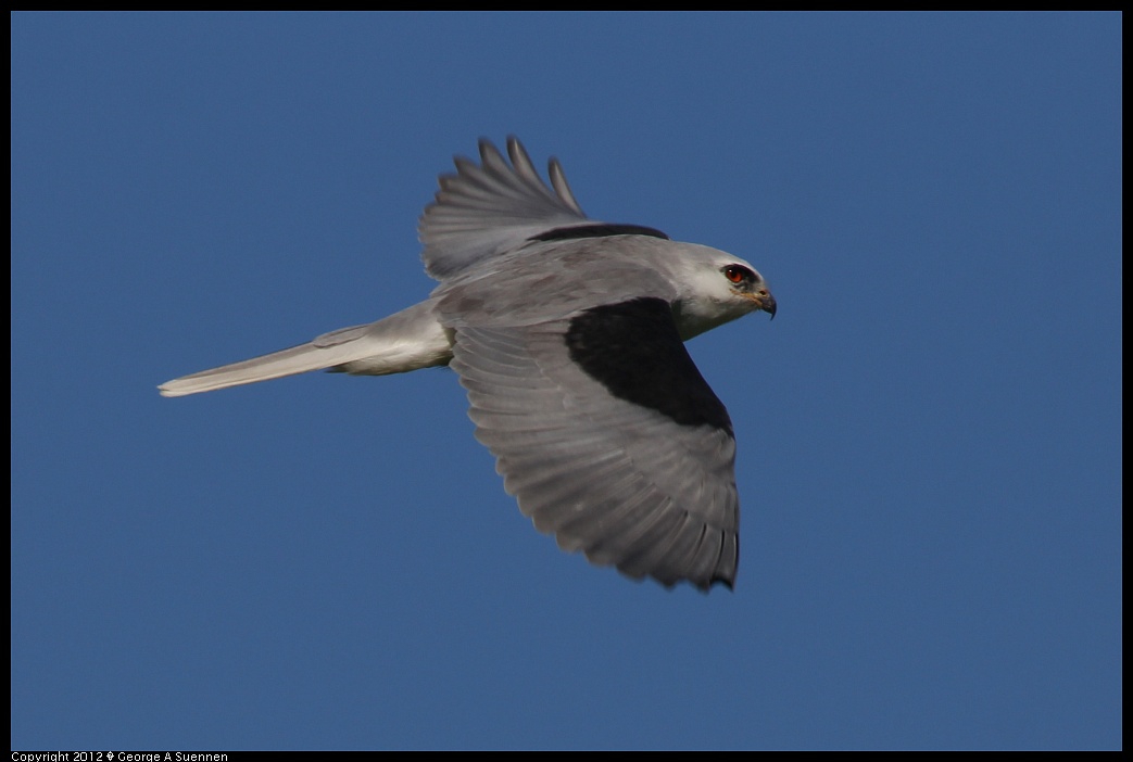 1227-114358-04.jpg - White-tailed Kite