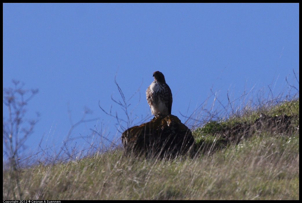 1227-120032-04.jpg - Red-tailed Hawk
