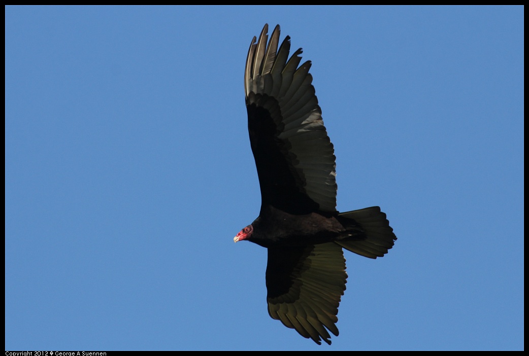 1227-122114-01.jpg - Turkey Vulture