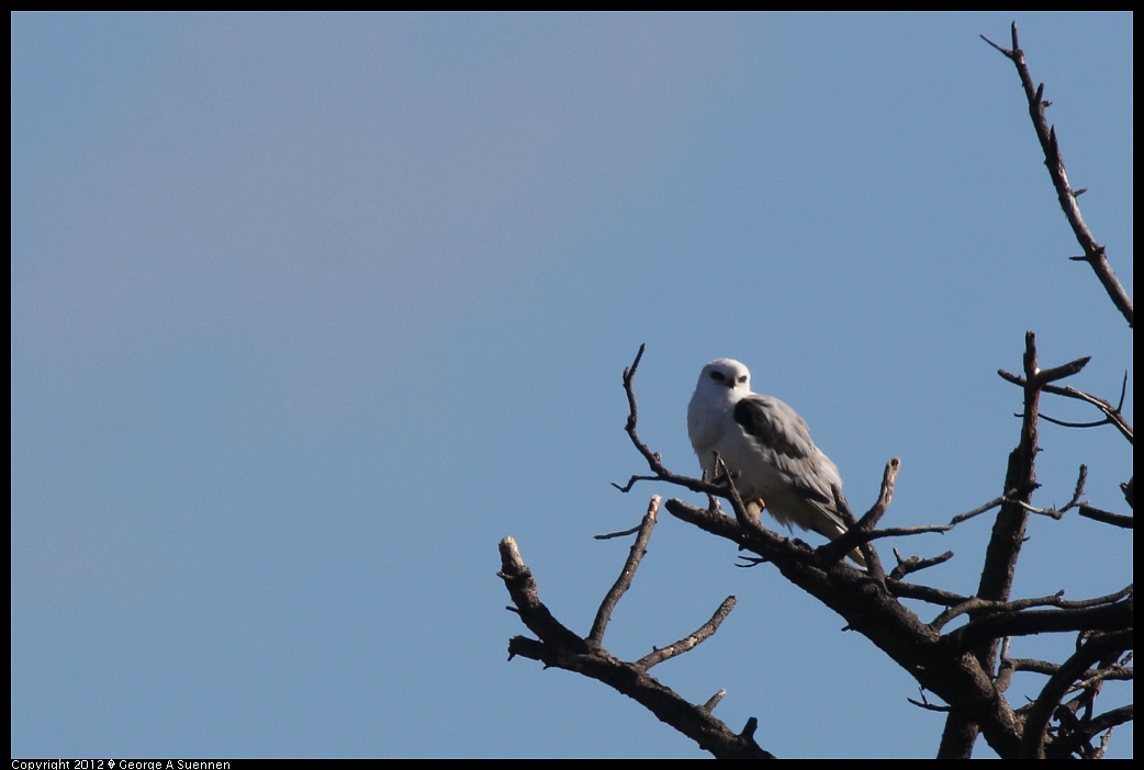 1227-122433-01.jpg - White-tailed Kite