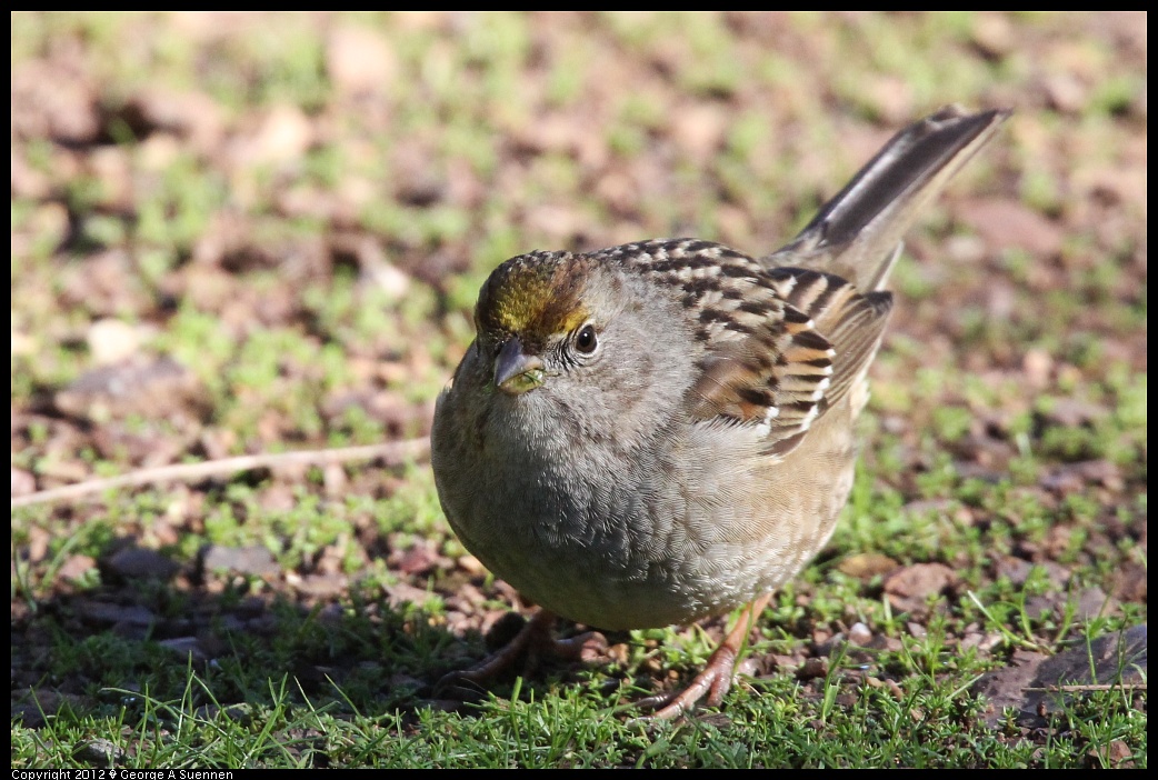 1227-123702-01.jpg - Golden-crowned Sparrow