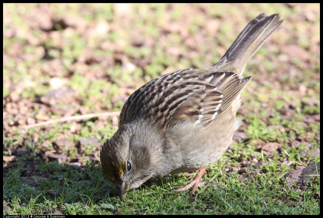 1227-123704-01.jpg - Golden-crowned Sparrow