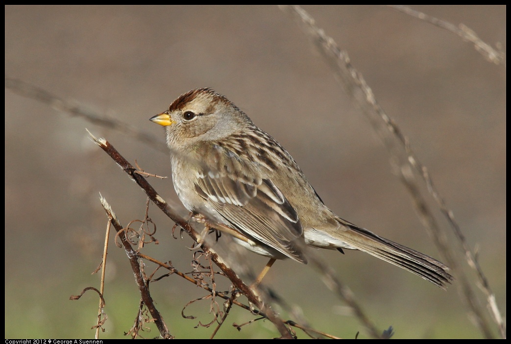 1227-125044-01.jpg - White-crowned Sparrow