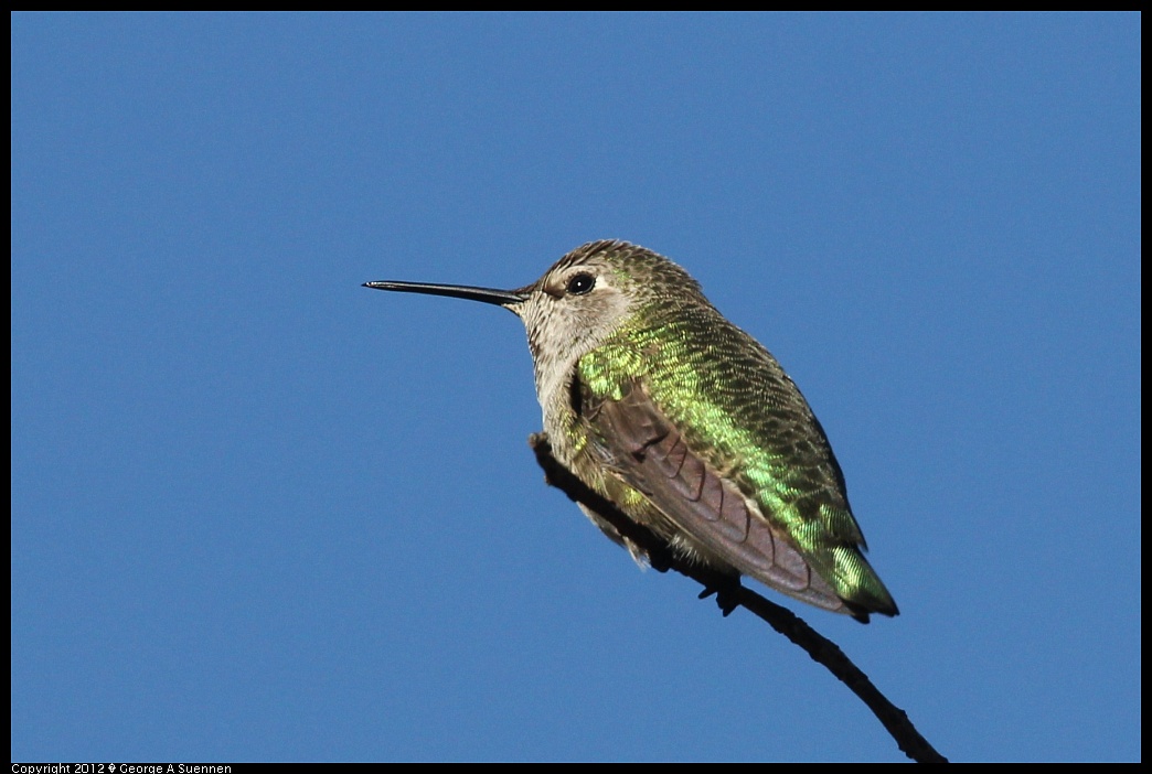 1227-130311-01.jpg - Anna's Hummingbird