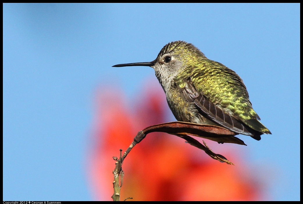 1227-132048-01.jpg - Anna's Hummingbird