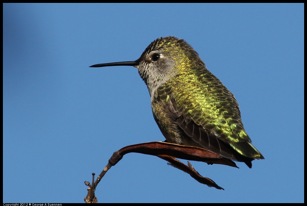1227-132054-04.jpg - Anna's Hummingbird
