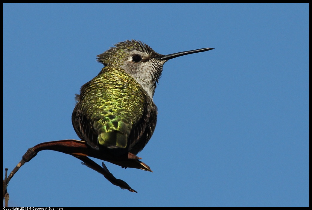 1227-132056-02.jpg - Anna's Hummingbird