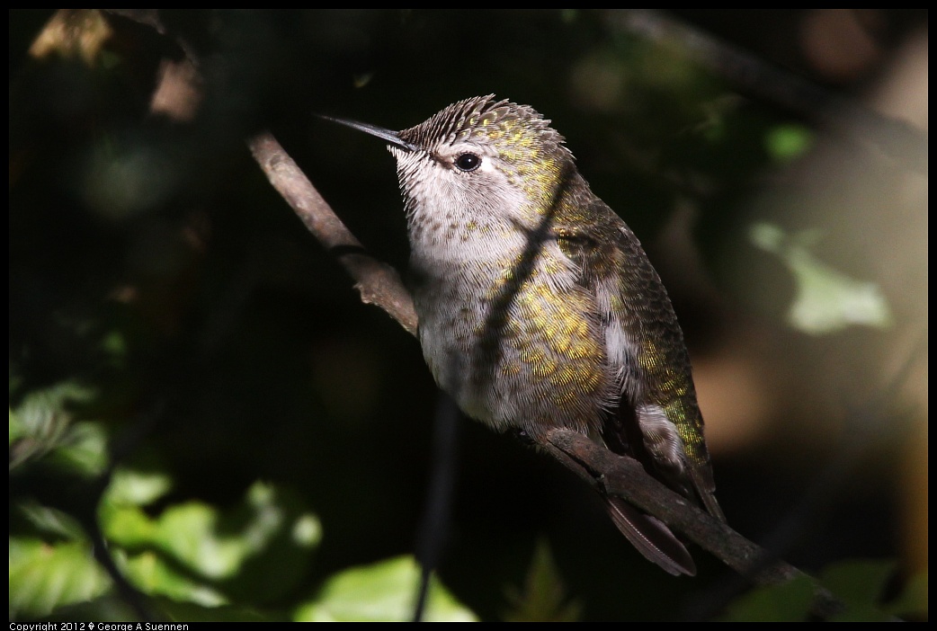 1227-132240-01.jpg - Anna's Hummingbird