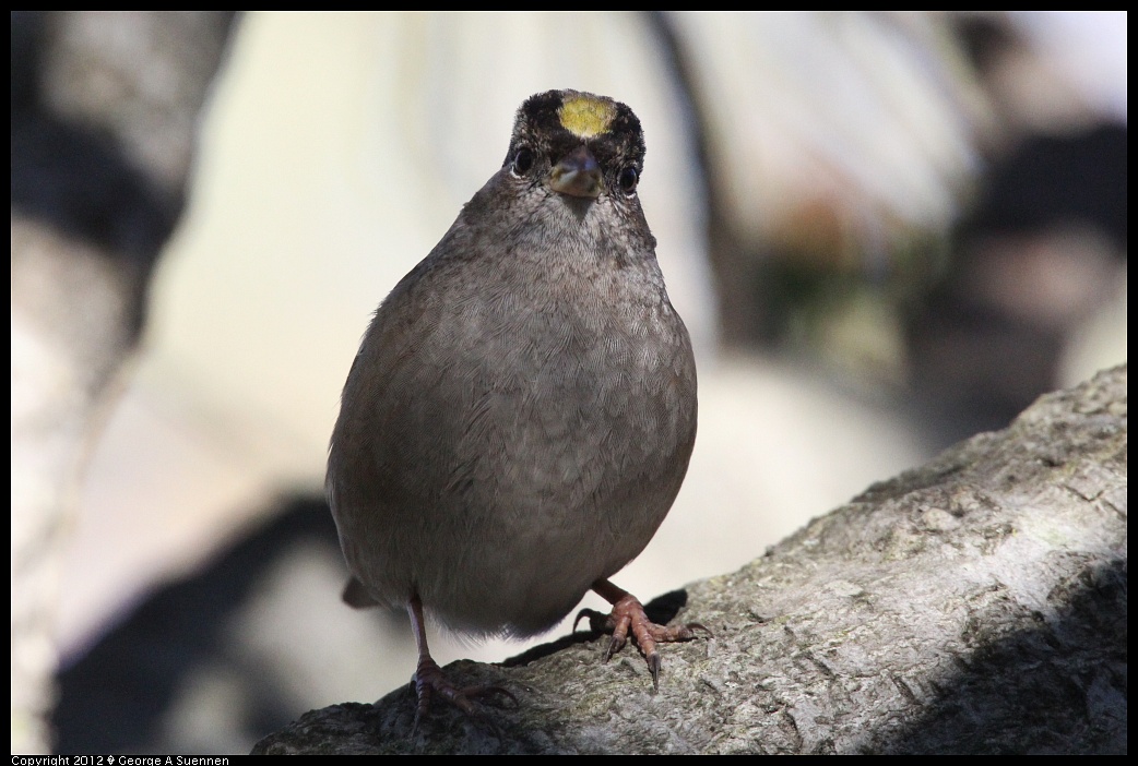 1227-133658-03.jpg - Golden-crowned Sparrow