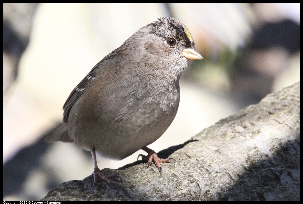 1227-133659-03.jpg - Golden-crowned Sparrow