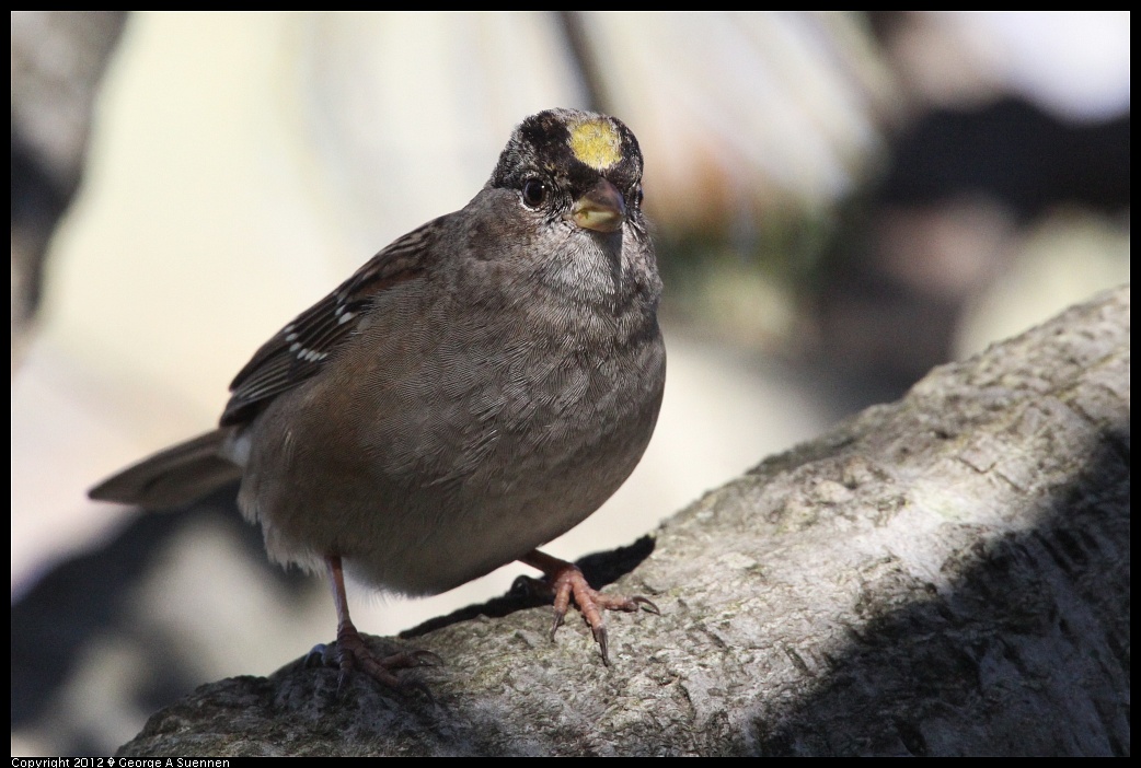 1227-133702-02.jpg - Golden-crowned Sparrow