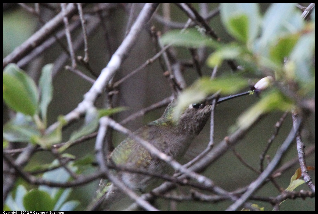 1231-085328-04.jpg - Anna's Hummingbird