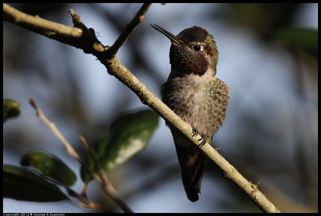 1231-094039-02.jpg - Anna's Hummingbird