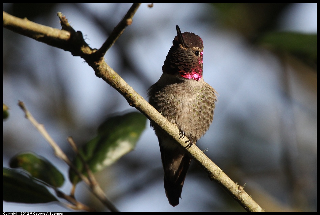 1231-094040-02.jpg - Anna's Hummingbird