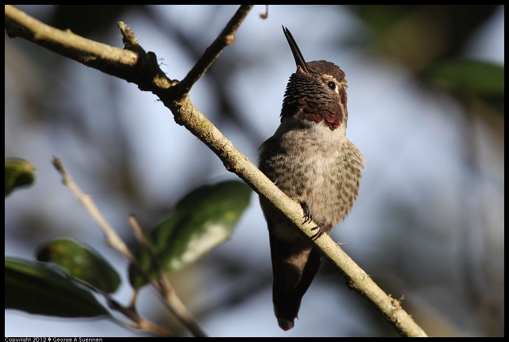 1231-094053-01.jpg - Anna's Hummingbird
