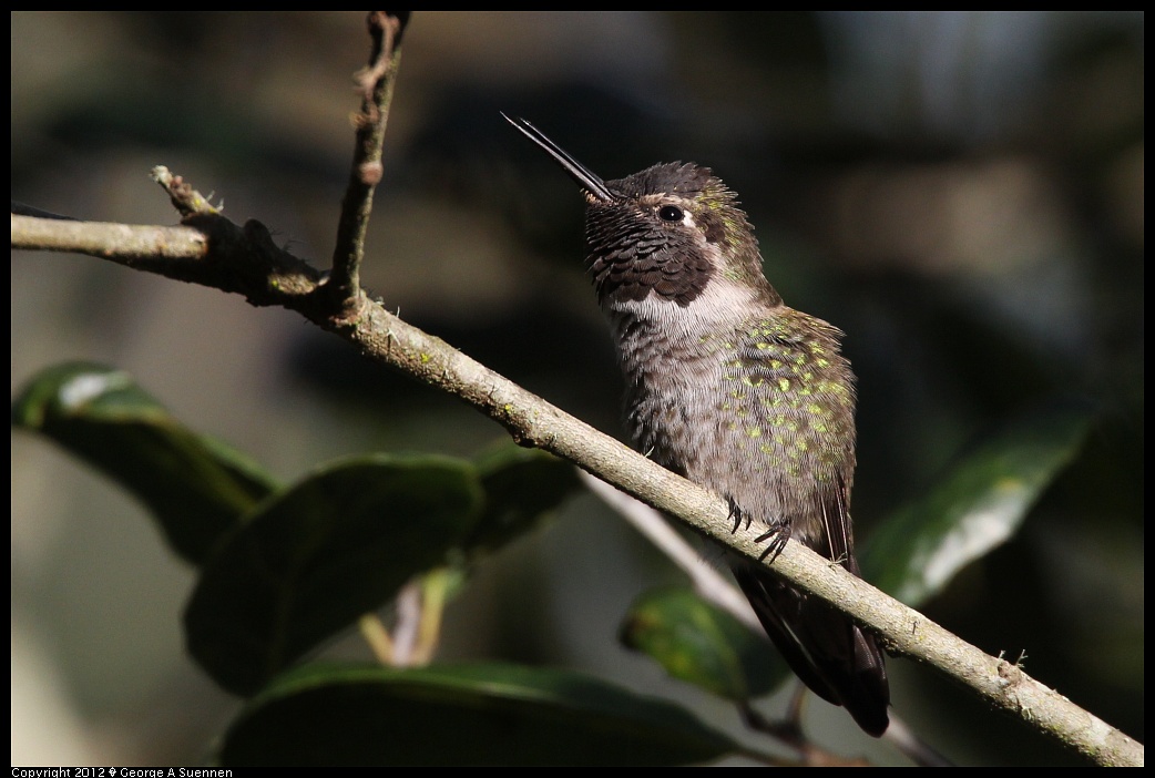 1231-094134-01.jpg - Anna's Hummingbird