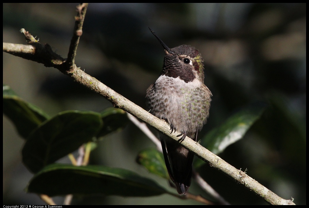 1231-094213-02.jpg - Anna's Hummingbird