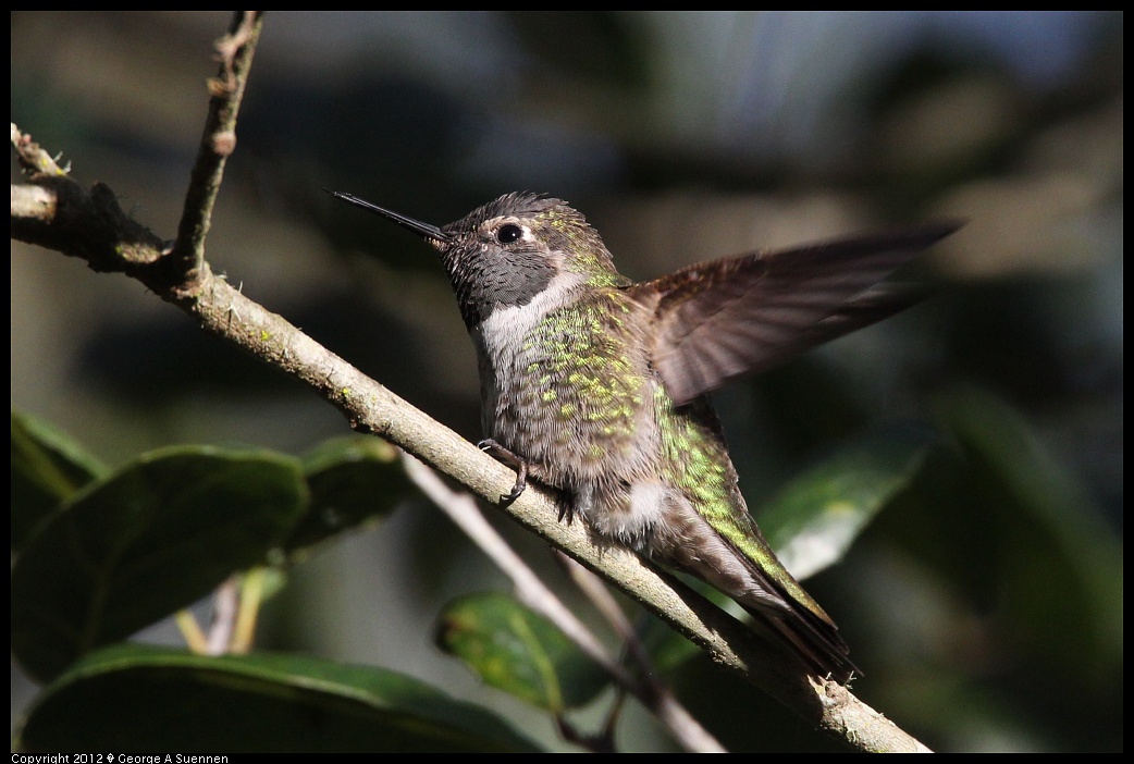 1231-094220-04.jpg - Anna's Hummingbird