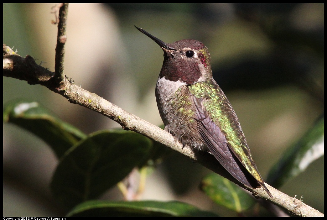 1231-094345-01.jpg - Anna's Hummingbird