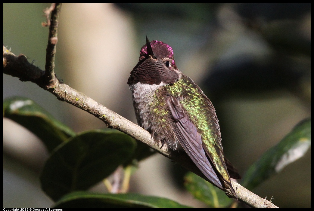 1231-094447-01.jpg - Anna's Hummingbird