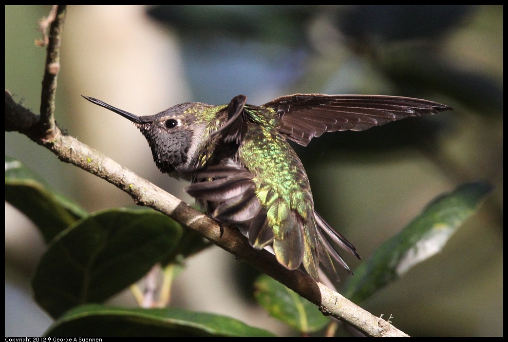 1231-094451-01.jpg - Anna's Hummingbird