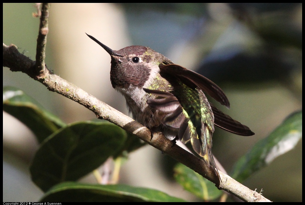1231-094452-01.jpg - Anna's Hummingbird
