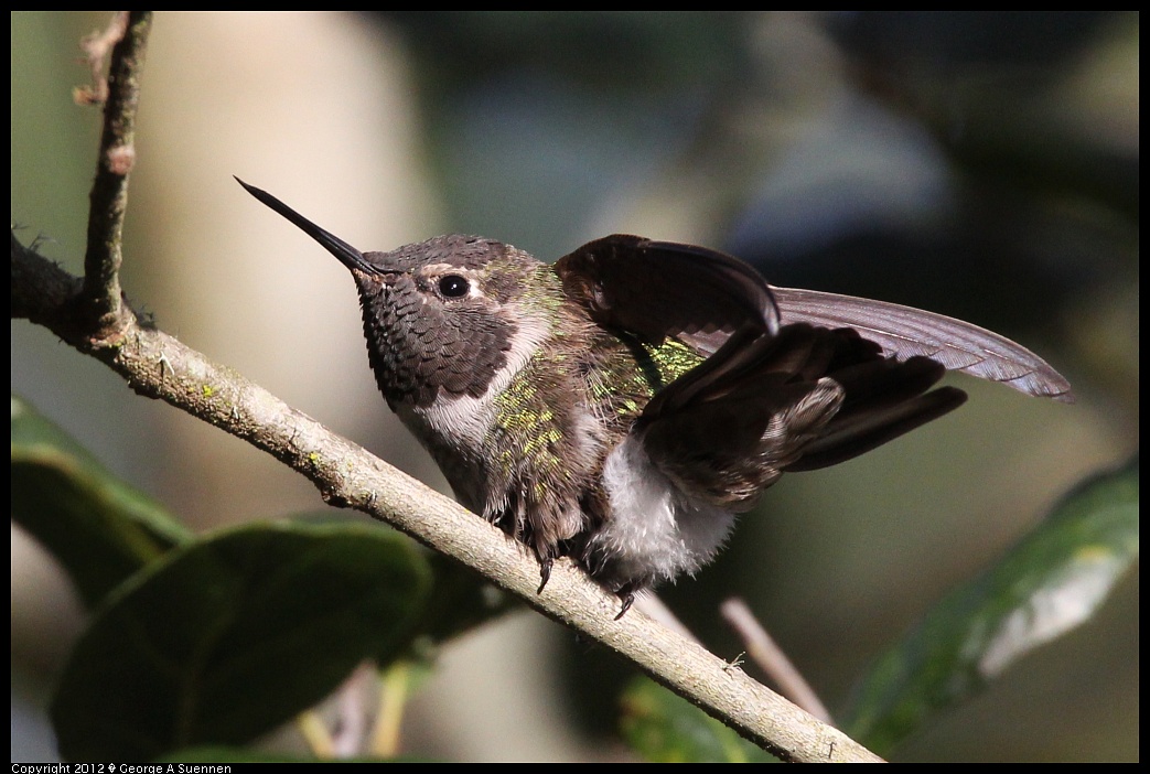 1231-094455-03.jpg - Anna's Hummingbird