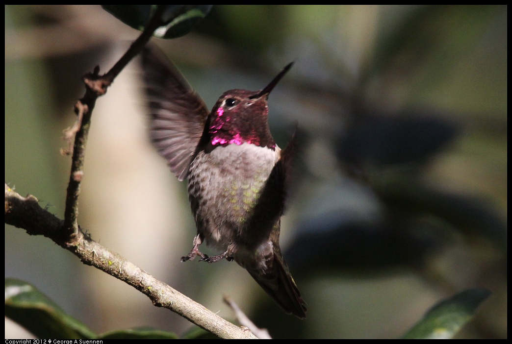 1231-094455-05.jpg - Anna's Hummingbird