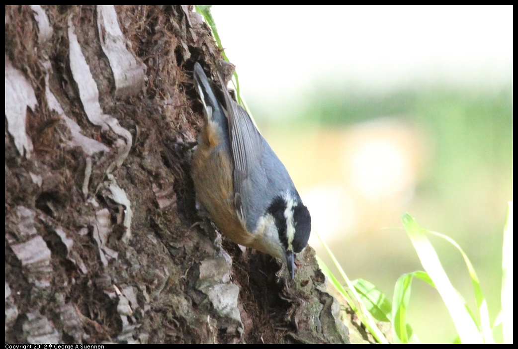 1231-094920-04.jpg - Red-breasted Nuthatch