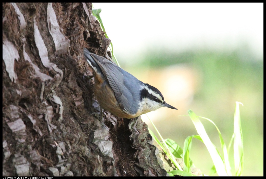 1231-094921-02.jpg - Red-breasted Nuthatch