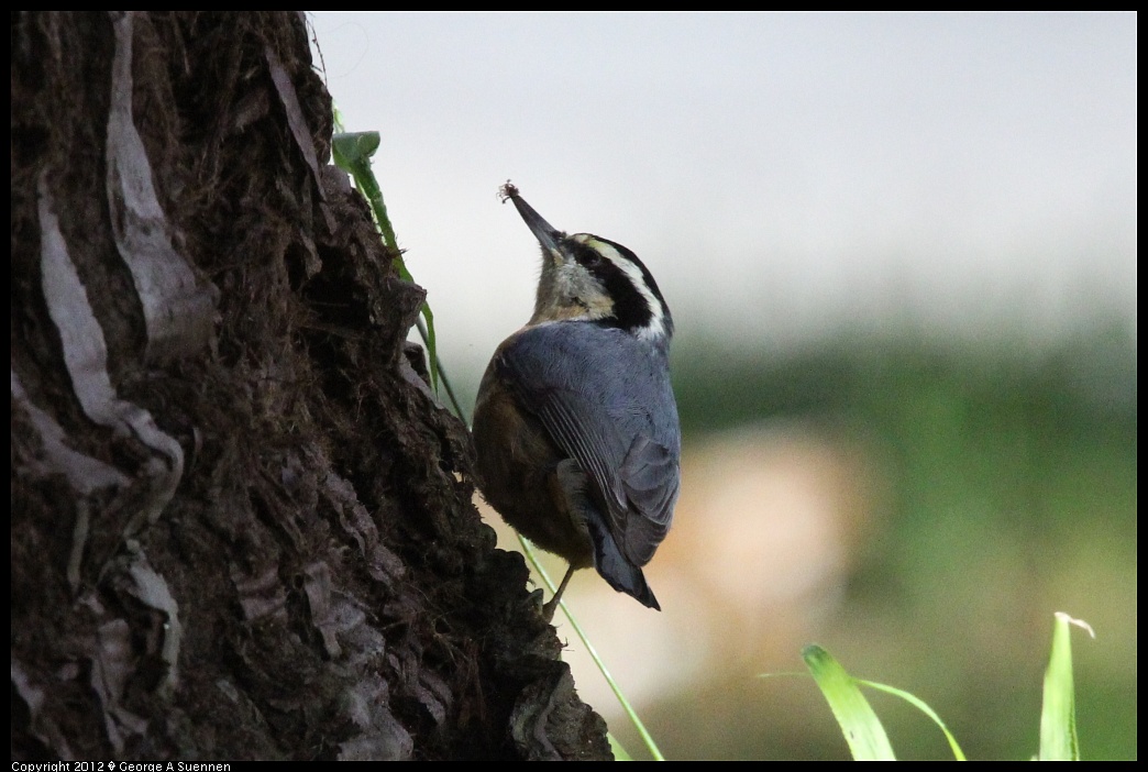 1231-094924-06.jpg - Red-breasted Nuthatch