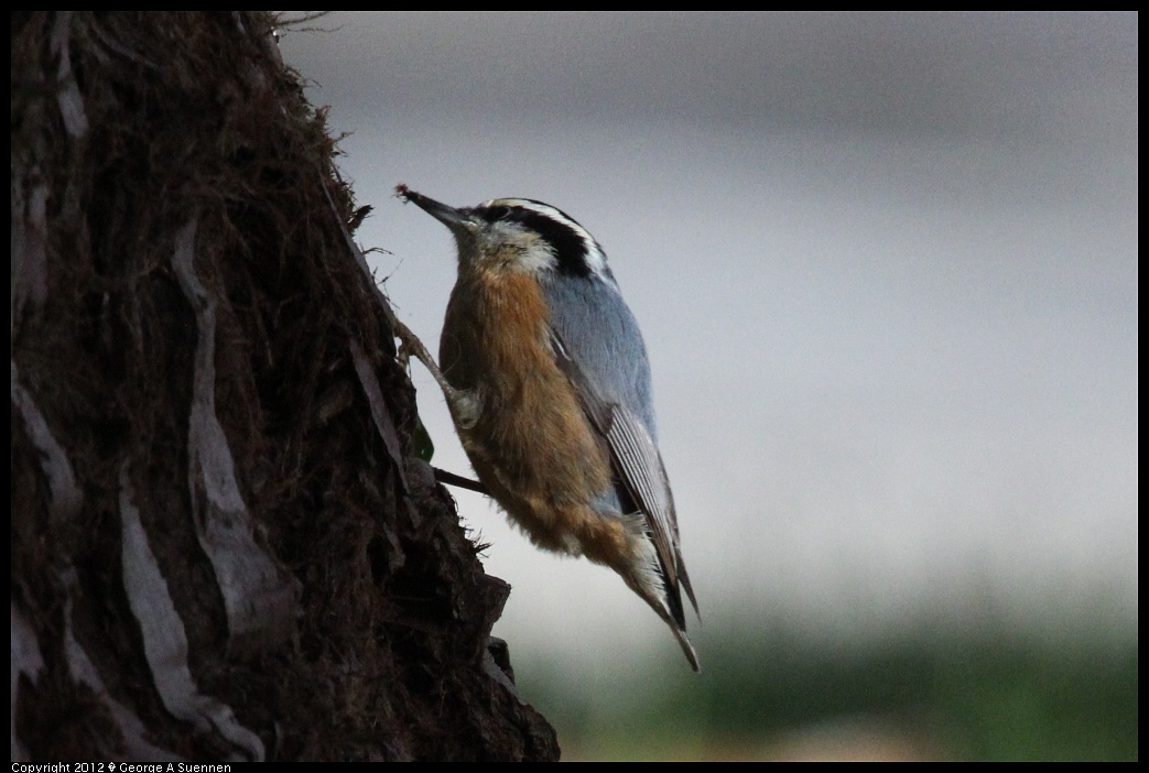 1231-094925-02.jpg - Red-breasted Nuthatch