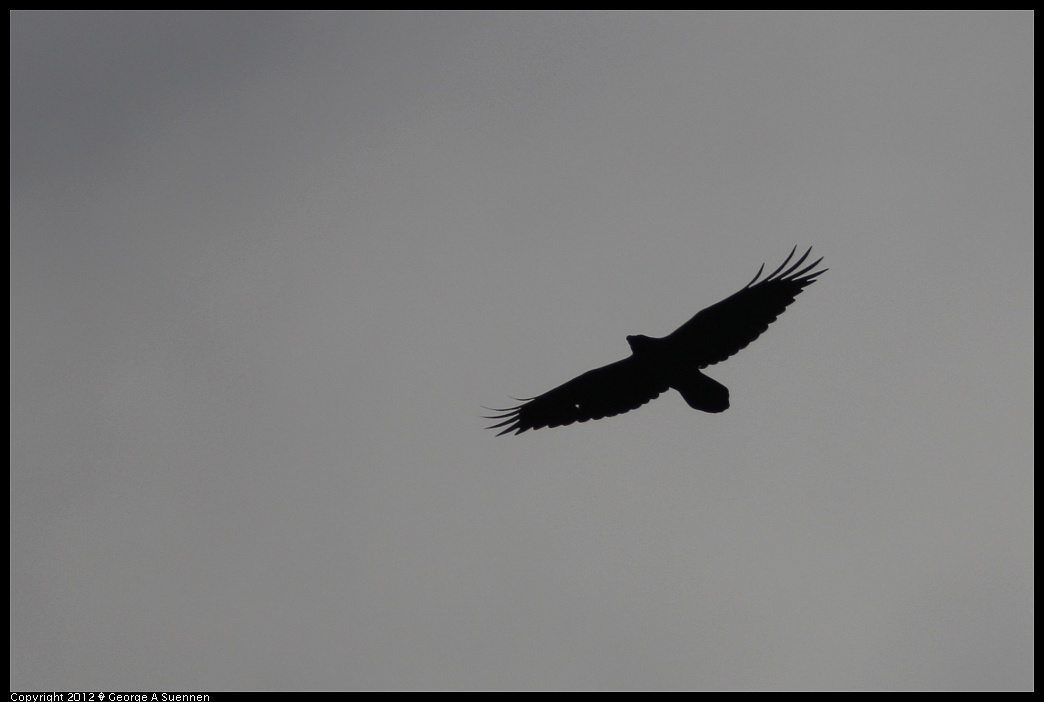 1231-100034-03.jpg - Common Raven
