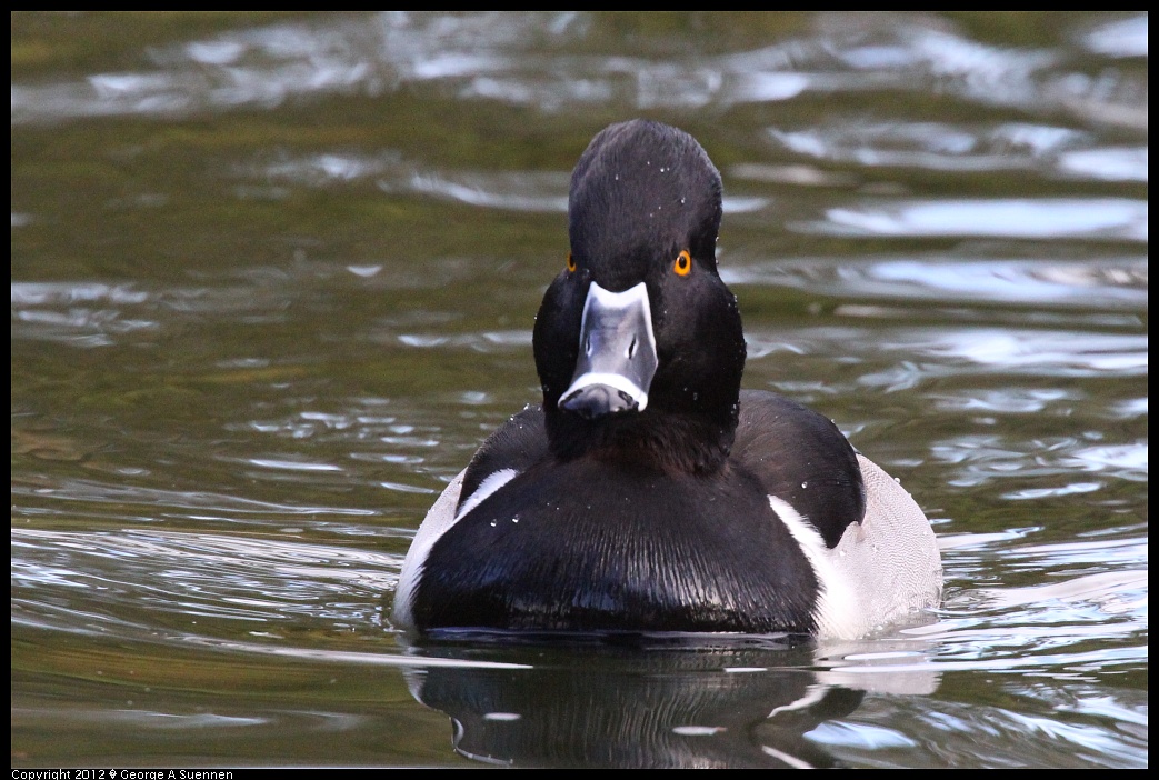 1231-101450-03.jpg - Ring-necked Duck