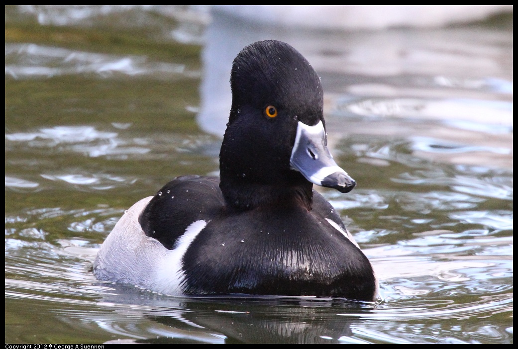 1231-101451-03.jpg - Ring-necked Duck