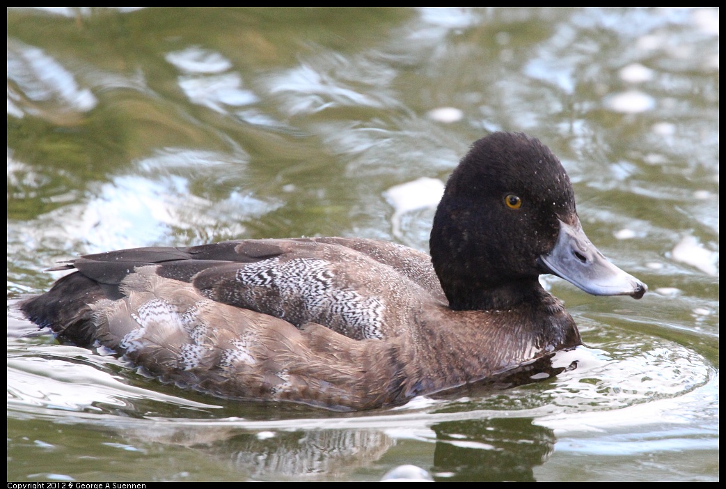 1231-101459-05.jpg - Ring-necked Duck