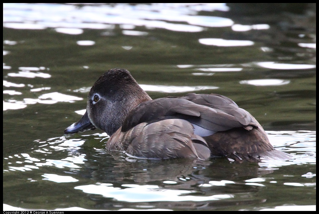 1231-101522-01.jpg - Ring-necked Duck
