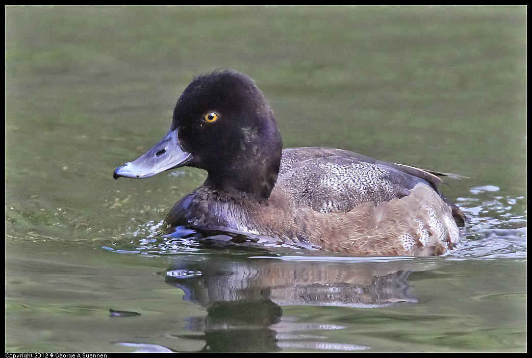 1231-101605-04.jpg - Ring-necked Duck