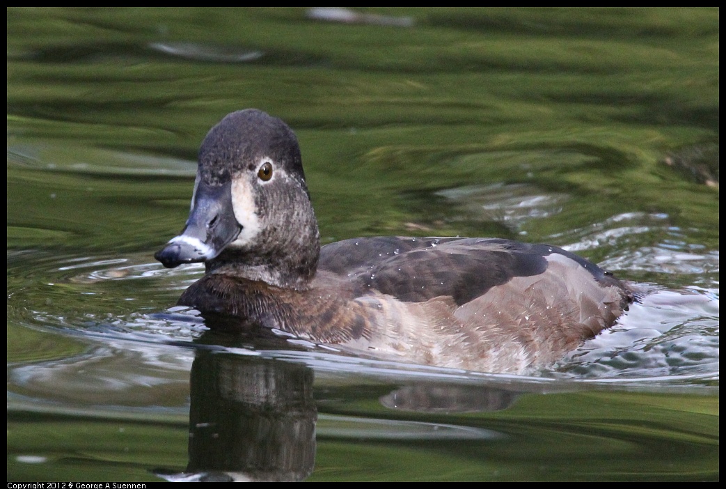1231-101614-01.jpg - Ring-necked Duck
