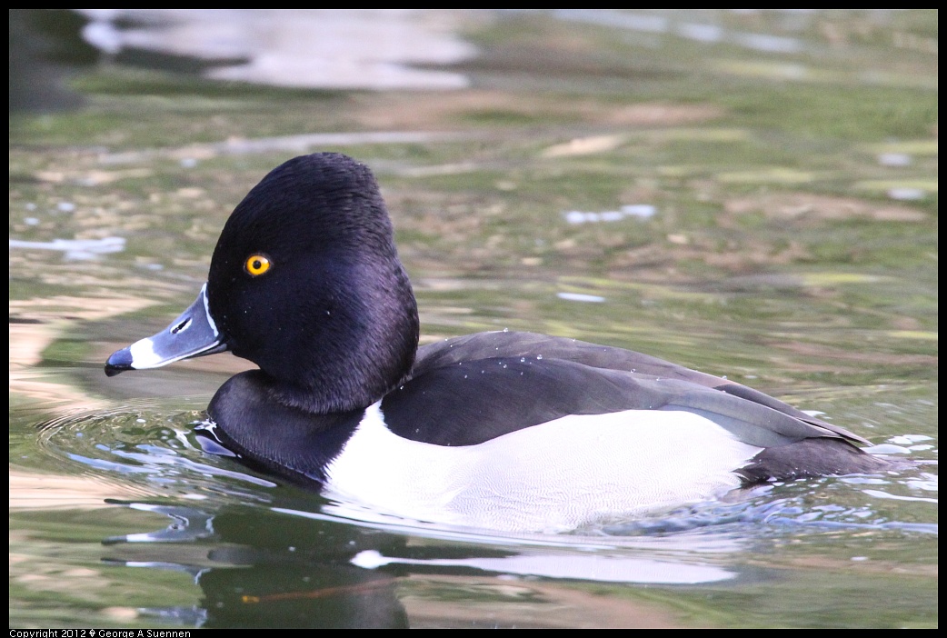 1231-101621-03.jpg - Ring-necked Duck