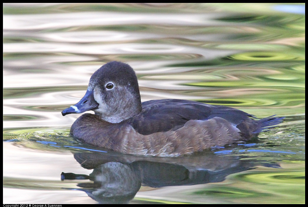 1231-102438-03.jpg - Ring-necked Duck