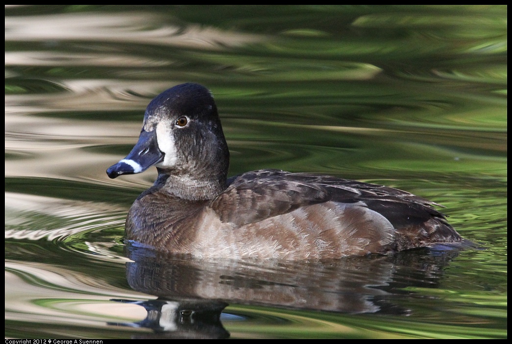 1231-102522-02.jpg - Ring-necked Duck
