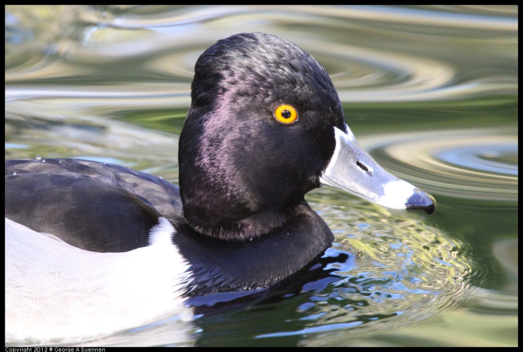 1231-102602-02.jpg - Ring-necked Duck