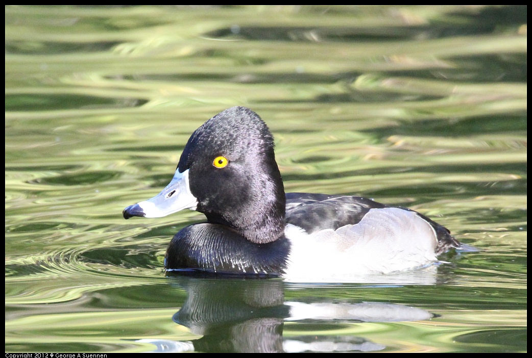1231-102713-01.jpg - Ring-necked Duck