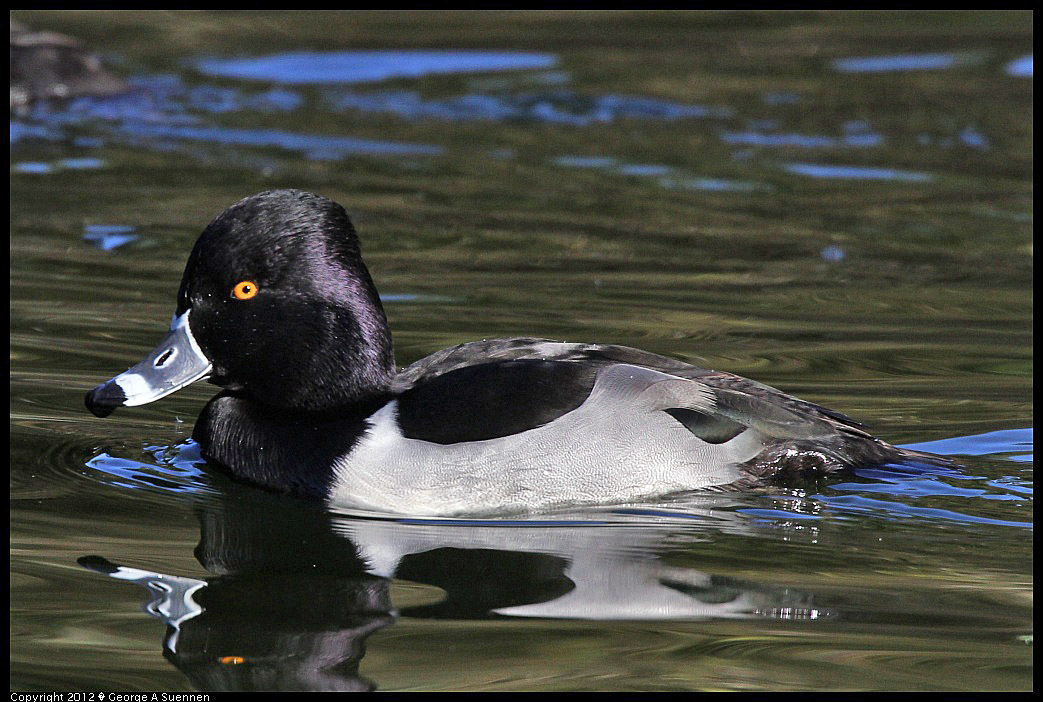 1231-102721-03.jpg - Ring-necked Duck